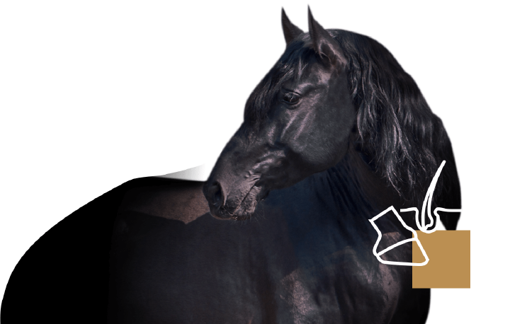 hoeveler equinova pferd fell hufe hoeveler equinova pferd fell hufe